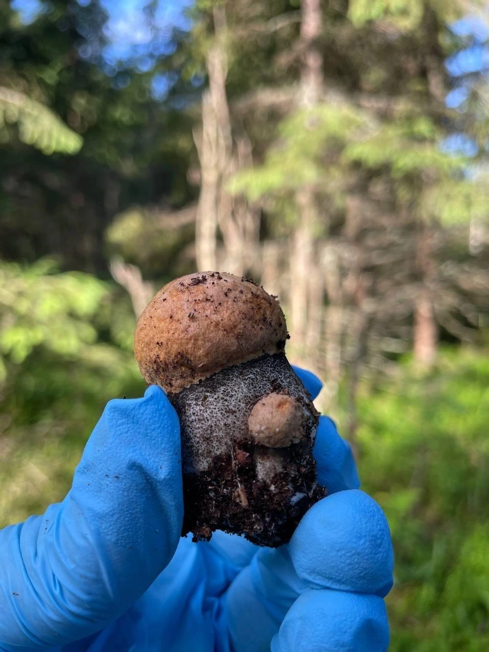 Такие малыши появились в Переславском районе | Источник: Юрий Родиновский, Грибы Ярославской области 2025 / Vk.com