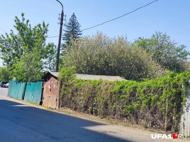 А вот и живая изгородь | Источник: Артем Булычев