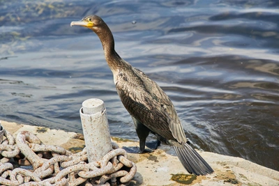 В Иркутской области бакланов предложили перерабатывать в корм