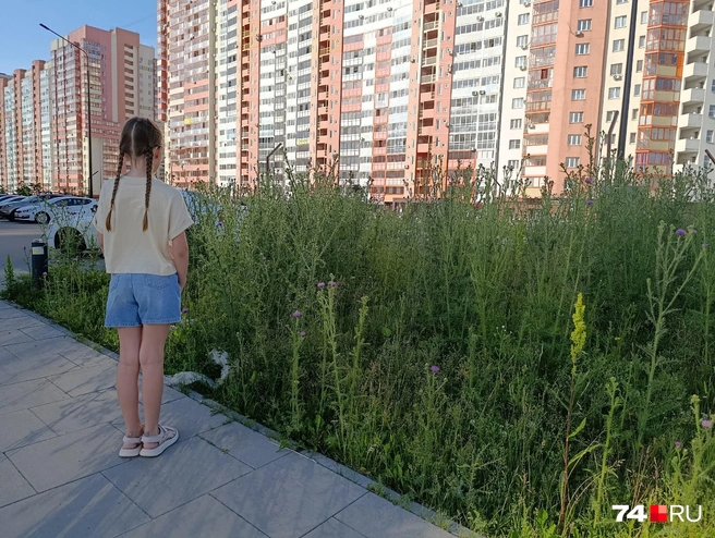 Девочке 9 лет, рост у нее 146&nbsp;см, и сорняки местами&nbsp;— немногим ниже ребенка | Источник: читатель 74.RU