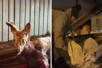 Вот для чего нужен пикап: красноярская предпринимательница спасла косулю