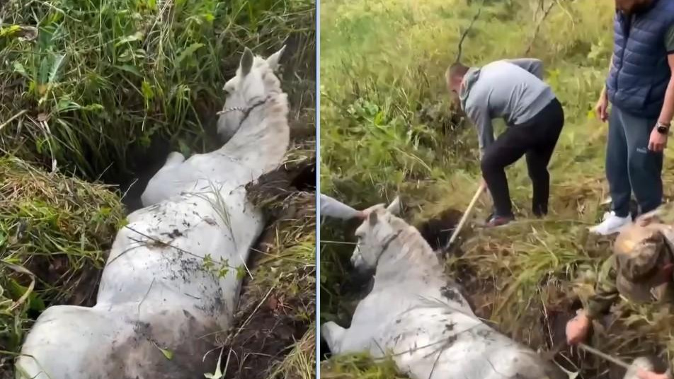 На Алтае коня вызволили из оврага. Трогательное видео спасения