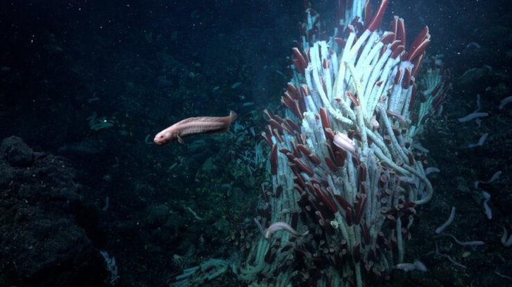 Невиданная жизнь: в почве на дне Тихого океана обнаружили неизвестную ранее экосистему
