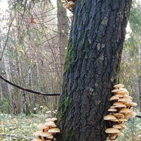 Опята можно косой косить в Клинском районе Подмосковья | Источник: Анастасия Семилетова / Грибы в Подмосковье 2025 / VK.com