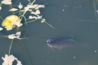 Топ высокооплачиваемых вакансий Новосибирска в апреле