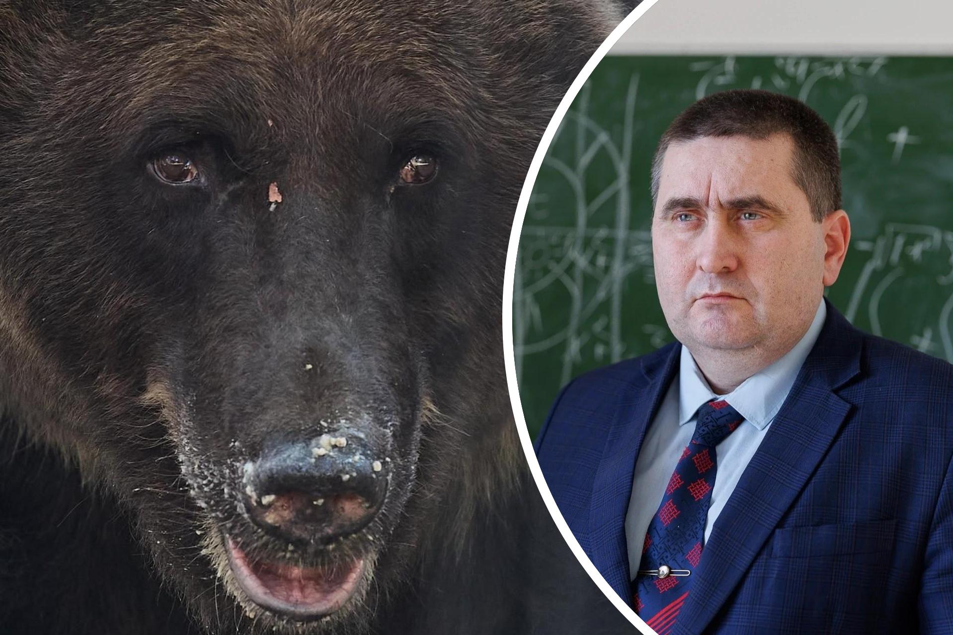 «Мы сами выработали павловский рефлекс у здоровенных хищников»: почему медведи нападают на людей по всей России — биолог назвал причины