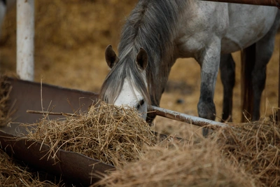 Начальник конюшни осужден за гибель посетителя