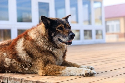 Забайкальцы чипировали более 7,6 тысяч собак