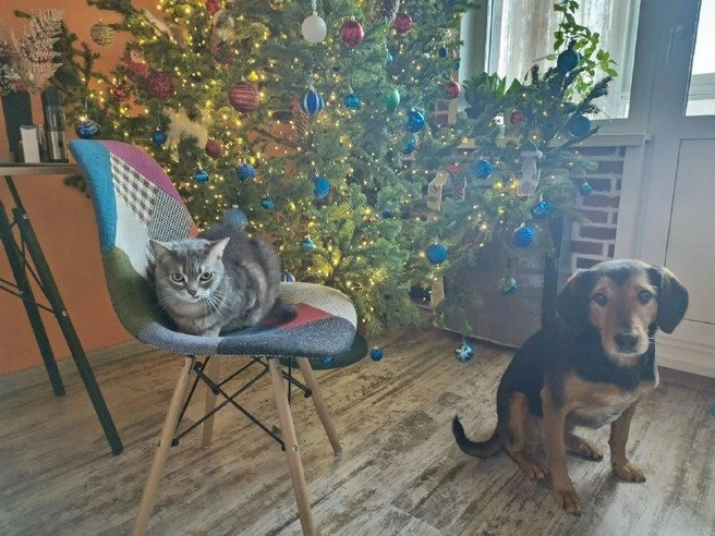 Барсика и Кубика наряжать в костюмчики не стали, зато пушистые друзья полакомятся в Новый год вкусняшками (в обычные дни у них строгое сбалансированное питание) | Источник: читательница НГС 