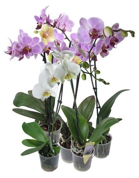 Орхидея Фаленопсис, 1 горшок, «Дом цветов»