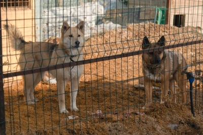 Концерт в Архангельске соберет средства для приюта животных