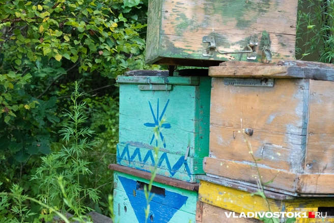 В одном улье живет до 100 тысяч пчел | Источник: Елена Буйвол / VLADIVOSTOK1.RU