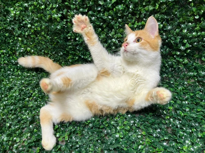 Несмотря на перенесенную травму, она не повлияла на поведение и активность котенка. | Источник: Приют «Наследие Бастет»