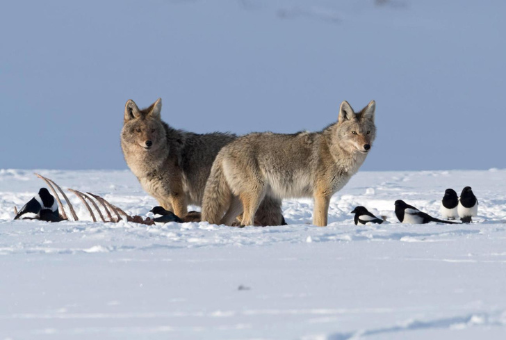 Вступили в сговор: как животные собираются вместе на охоту — 3 стратегии