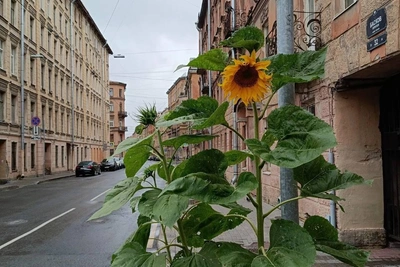 Подсолнухи расцвели в Петербурге пятый год подряд