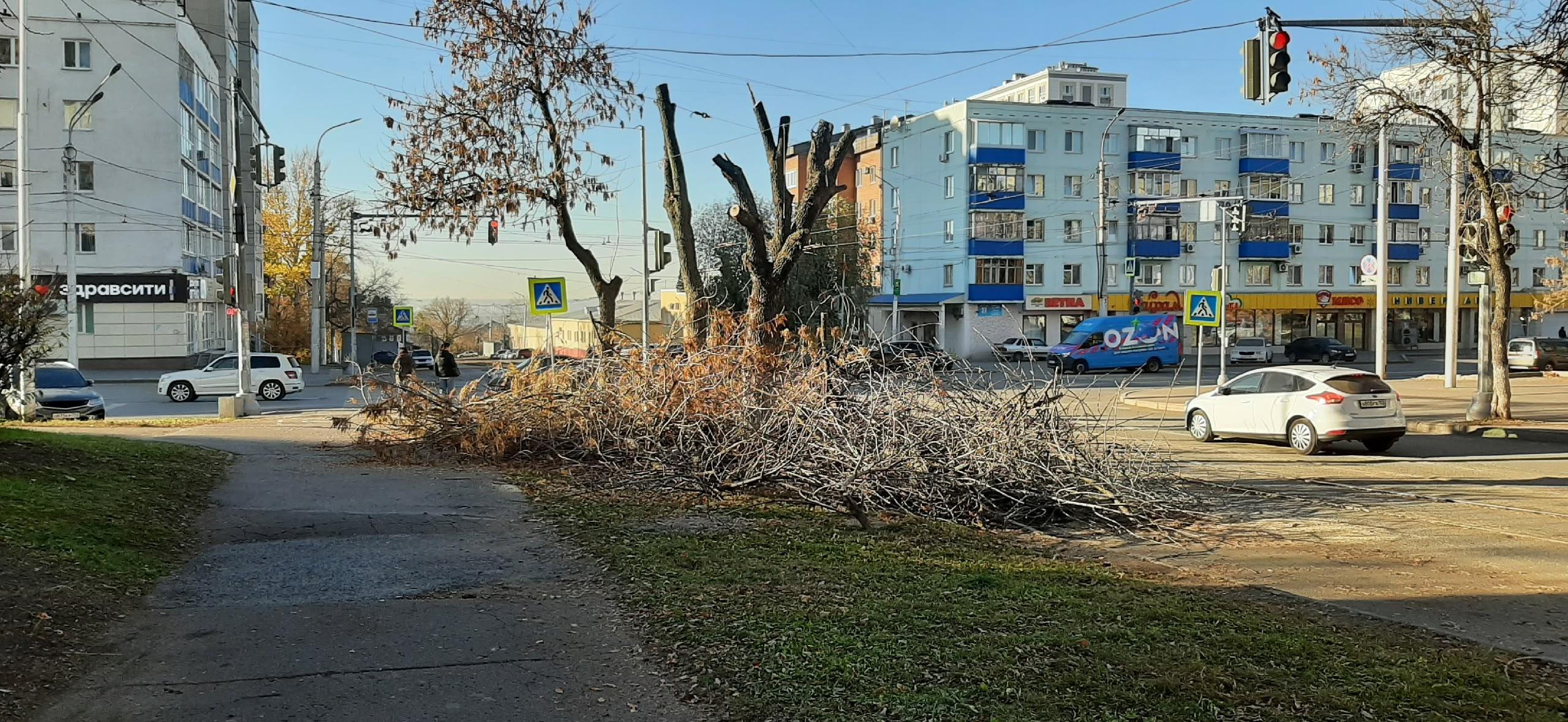 В центре Уфы снова спилили деревья — местные жители в ужасе
