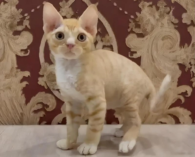 Красавец — породы девон-рекс | Источник: Avito