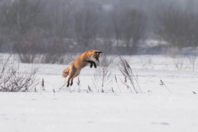 Лиса мышкует в снегу Петербурга