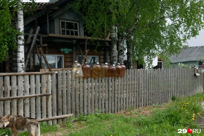 Источник: Иван Митюшёв / 29.RU