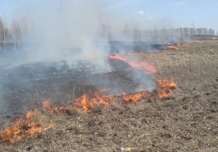 В Рязанской области введен противопожарный режим | ya62.ru