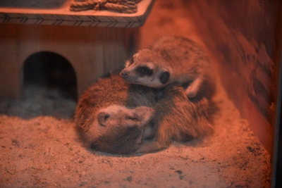 Цены на диких животных для дома в Алтайском крае