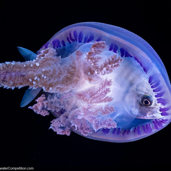 Победитель в номинации «Съемка на компактную камеру» | Источник: Andrea Michelutti / DPG Masters Underwater Imaging Competition 2024