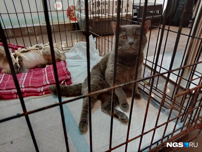 А это Хомка, который решил попозировать перед камерой | Источник: Рихарда Лем / NGS.RU