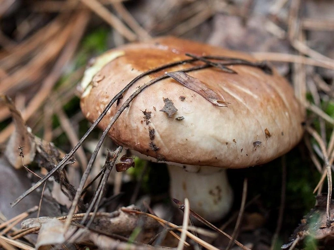 Маслята легко отличить от других грибов по пленке на шляпке | Источник: mycology.su