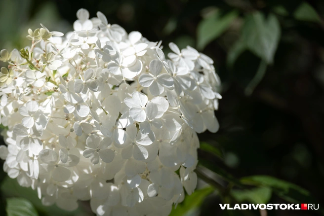 Гортензию любят за эффектные шары цветов | Источник: Елена Буйвол / VLADIVOSTOK1.RU