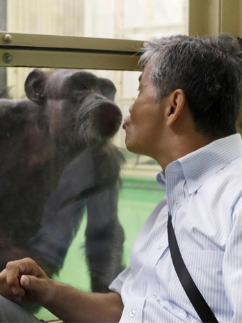 Самая умная шимпанзе в мире умерла в возрасте 49 лет. Ай умела считать, рисовать и знала два языка