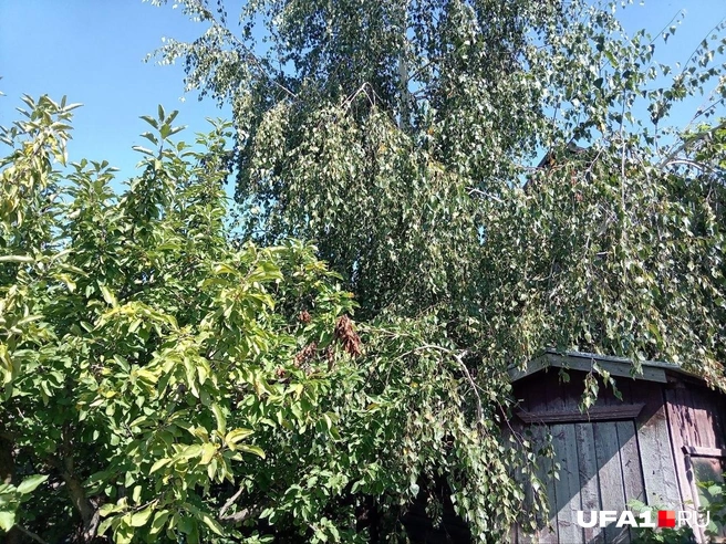 Деревья закрывают от посторонних и выполняют важную функцию | Источник: Ирина Sadi