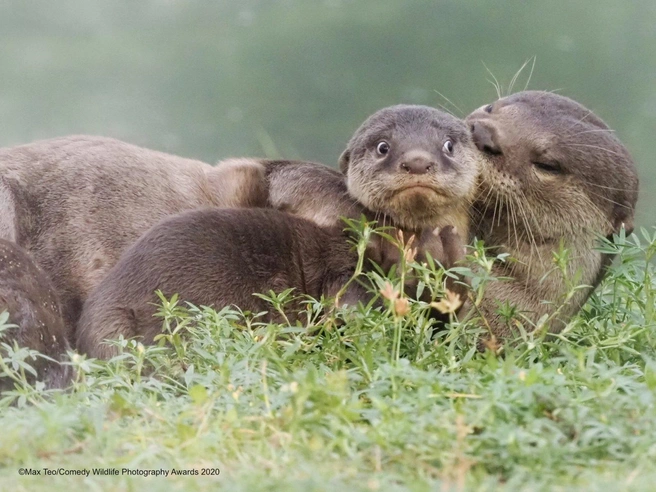 Источник: Max Teo / Comedy Wildlife Photography Awards