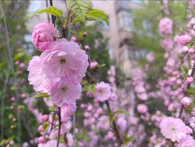 Только представьте, как пахнут эти розовые цветы | Источник: читатели V1.RU