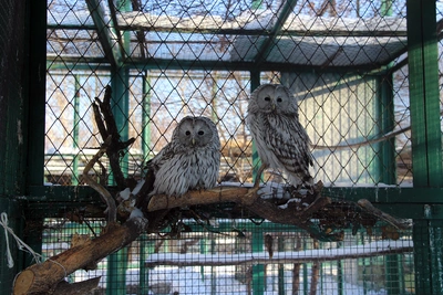 Омский зоопарк временно закрыт из-за обработки от клещей