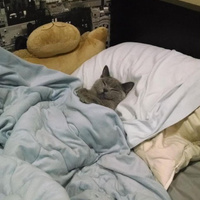 Аватарка Виктория Орлова