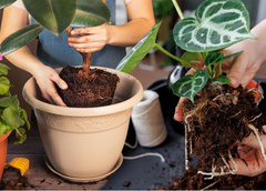 Как пересадить комнатные растения: 5 советов, которые должен знать каждый