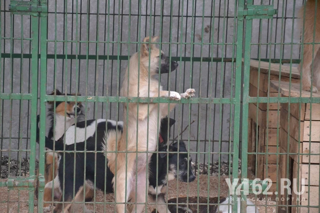 Собаки приюта Марины Селезневой в вольерах