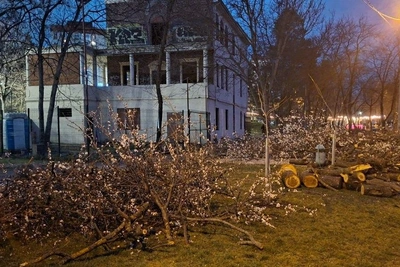 «Акт варварства»: краснодарцы протестуют против вырубки деревьев