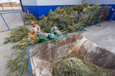 Утилизация новогодней елки в Волгограде: два способа без штрафа