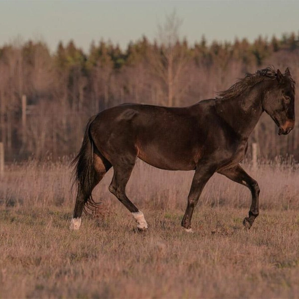 Источник: Школа Свободных Лошадей/koneterapia.ru