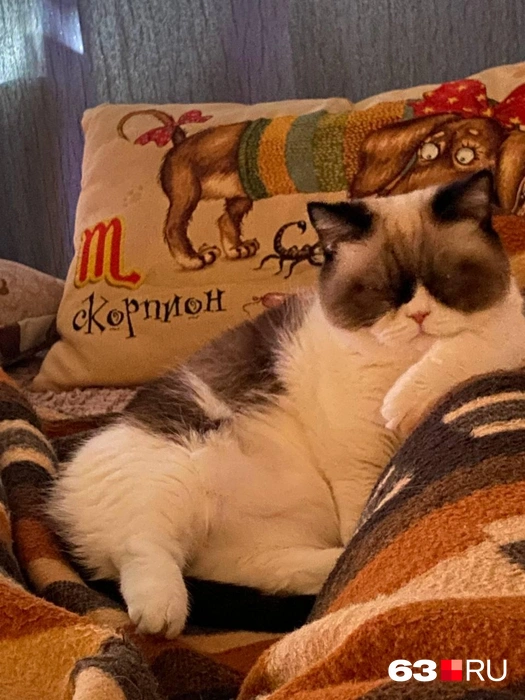 Вся суть кота в одном фото | Источник: читатель 63.RU