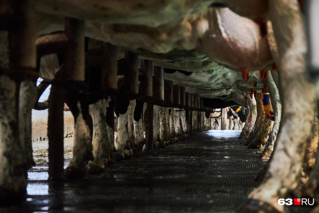 Источник: Роман Данилкин / 63.RU