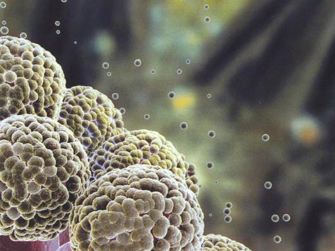 Конидии (плодовые тела) плесневого гриба Aspergillus fumigatus. Шарики на их поверхности — это споры, из-за обилия и летучести которых гриб и получил свое видовое название fumigatus — «дымящий». Этот вид аспергилла может стать причиной аллергии, или аспергиллёза — специфического заболевания, поражающего дыхательную систему и другие органы человека | Источник: SPL / EAST NEWS