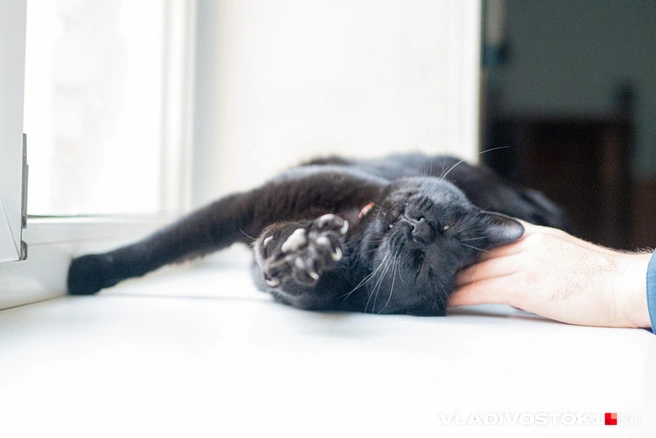 От маленького прикосновения Мася расплылась по подоконнику, подставив черный живот. Мы с удовольствием погладили жительницу пожарной части | Источник: Елена Буйвол / VLADIVOSTOK1.RU
