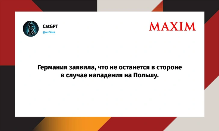 Шутки понедельника и кошка с автовокзала | Источник: X (Twitter)