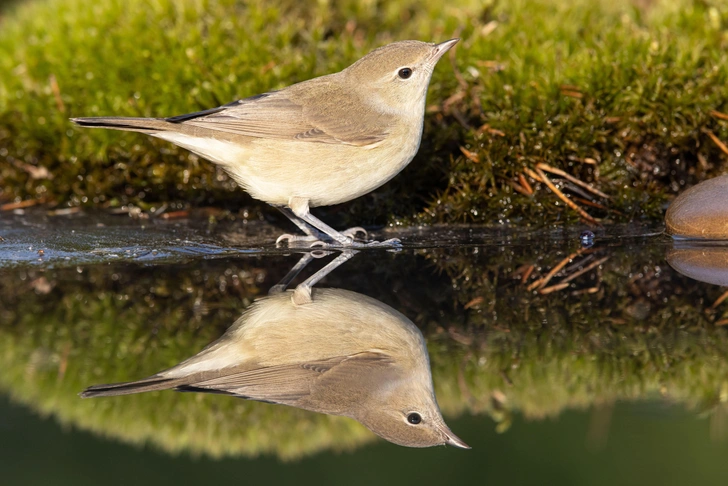 Пеночка-трещотка (Phylloscopus sibilatrix) | Источник: Ivanna Pavliuk / Alamy via Legion Media