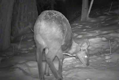Уникальное видео: кабарга спит под снегом в Алтайском заповеднике