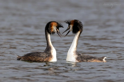 Перелетные птицы вернулись в Петербург и область