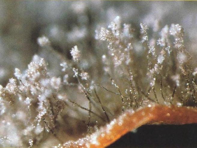 «Благородную плесень» Botrytis cinerea вызывают грибы ботритис, паразитирующие на винограде. Пораженная ими ягода сморщивается, в ней мало воды, много сахара, органических кислот и глицерина, танины кожицы переходят в мякоть. Только из таких ягод делают сотерн и некоторые другие вина | Источник: SPL / EAST NEWS