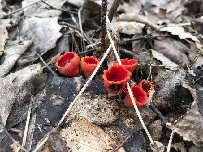 В лесу выросли бабушкины ушки.Тюменка нашла необычный ярко-красный гриб — его можно есть? | Источник: Грибники Тюмени и Тюменской области / t.me